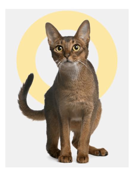gatoabissinio
