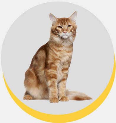 maine-coon