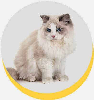 ragdoll-2