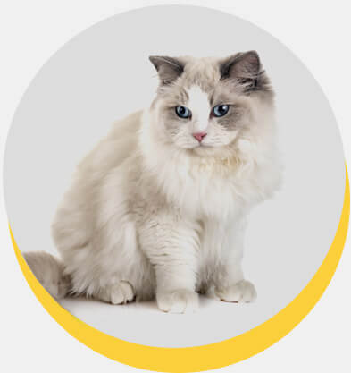 ragdoll-5