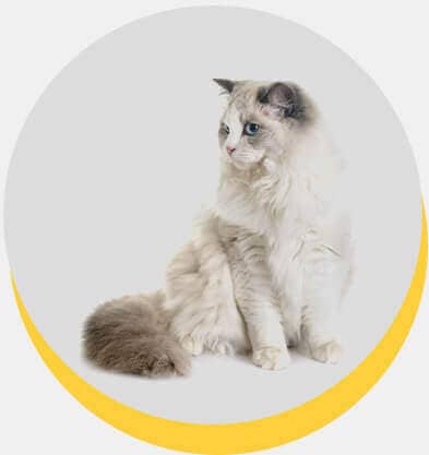 ragdoll