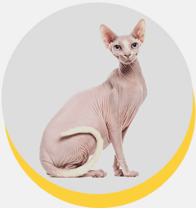 sphynx-1