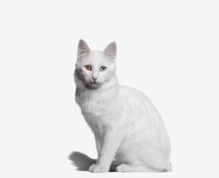 angora-gato
