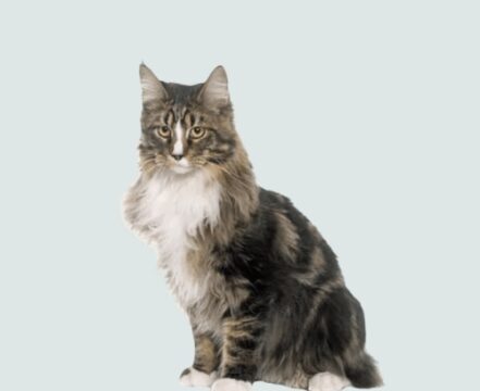 maine-coon