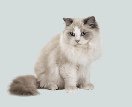 ragdoll