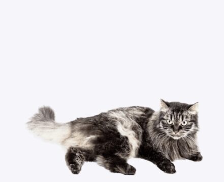 siberiano-gato