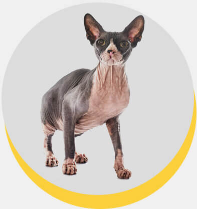 sphynx